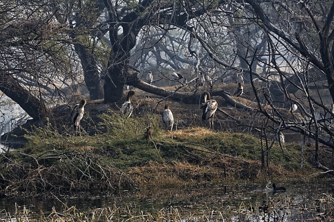 Keoladeo national park-112